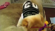 Cute Funny Kitten Cats And Puppies Dogs Compilation 2013 EPIC   10 Minutes! HD