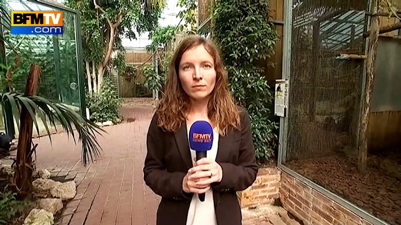 Comment les singes ont été volés au zoo de Beauval?