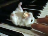 Hamster on a Piano (Eating Popcorn)