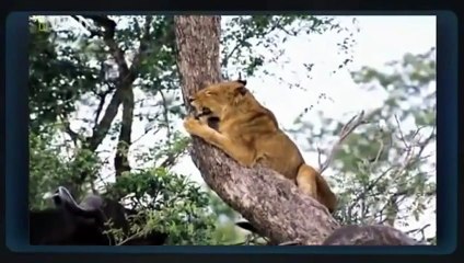 Group of Buffalo kills lion