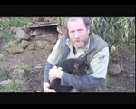 baby Tasmanian devils