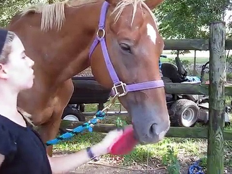 how to clip a horse!