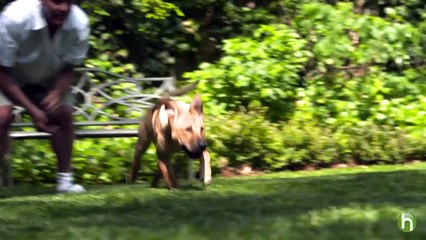 How To Feed a Puppy - How To Choose the Best Puppy Food