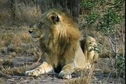 3 Male African Lions attack Male Buffalo Herd: The Wild Life by the Sharpys, Africa 4