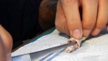 Hand Feeding a baby Sahara Sand Viper (Cerastes vipera)