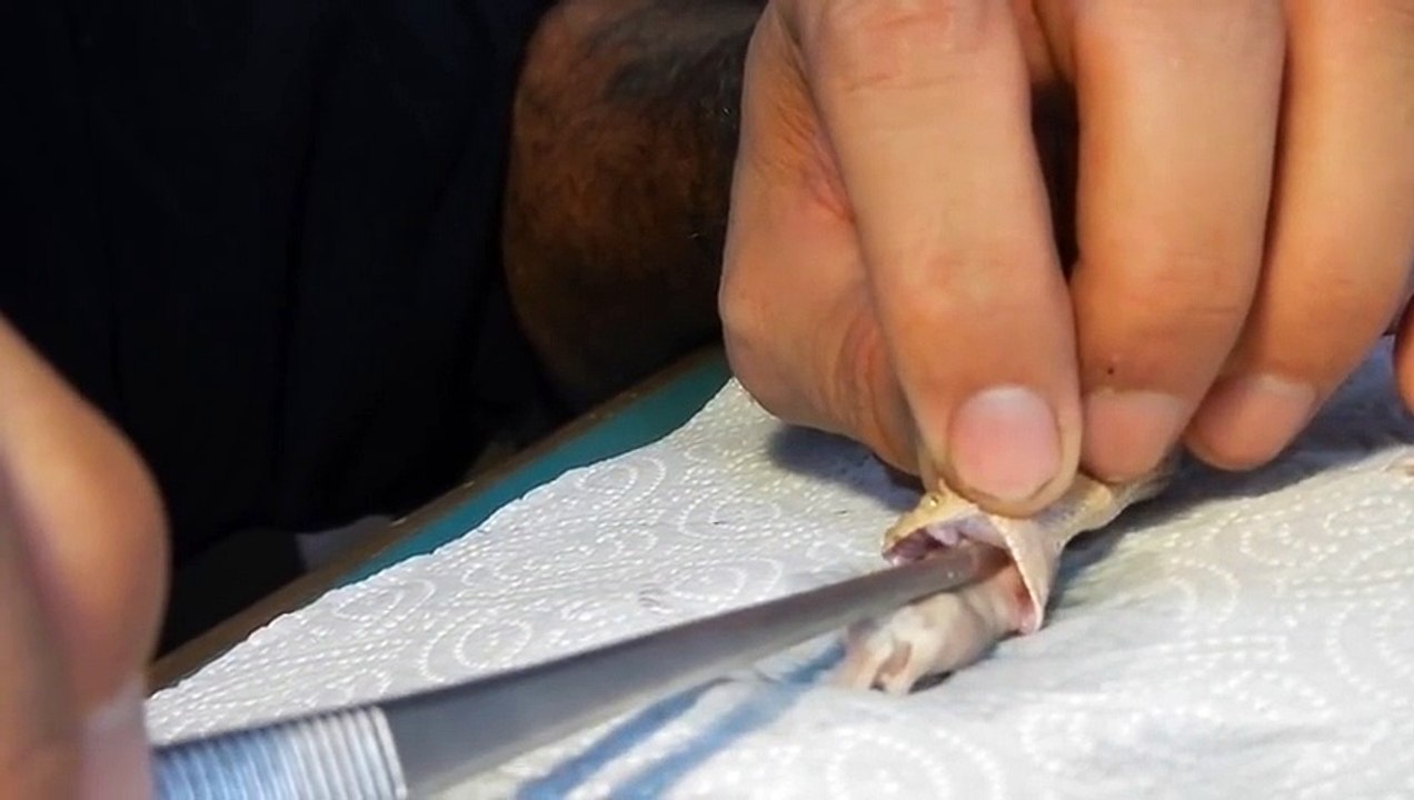 Hand Feeding a baby Sahara Sand Viper (Cerastes vipera)