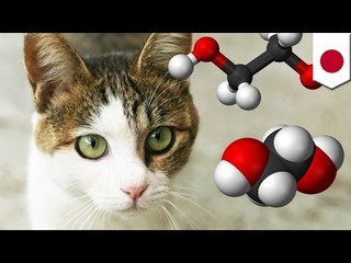 猫を毒殺？「エサ」に有害物質