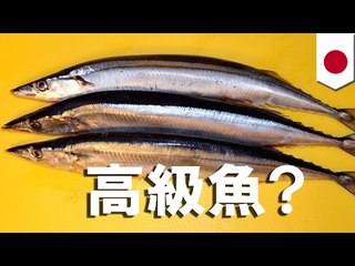 サンマ大不漁…1匹で3000円も