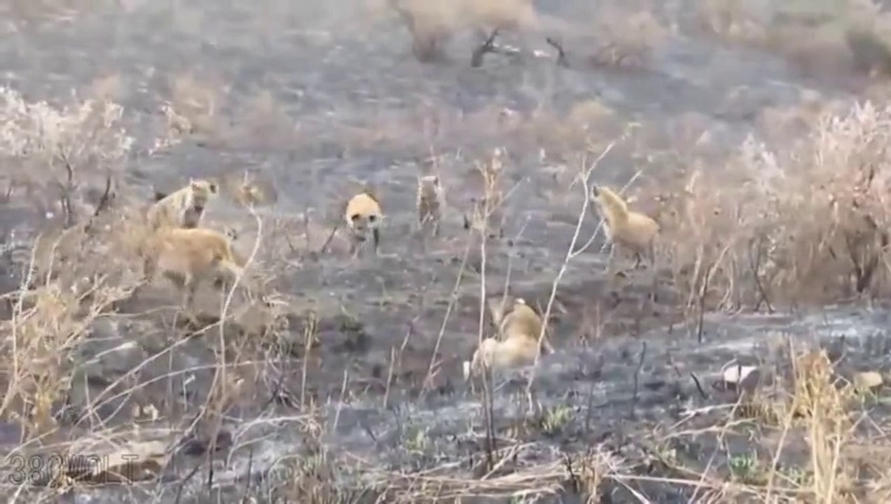 hyenas attacking a wounded lioness