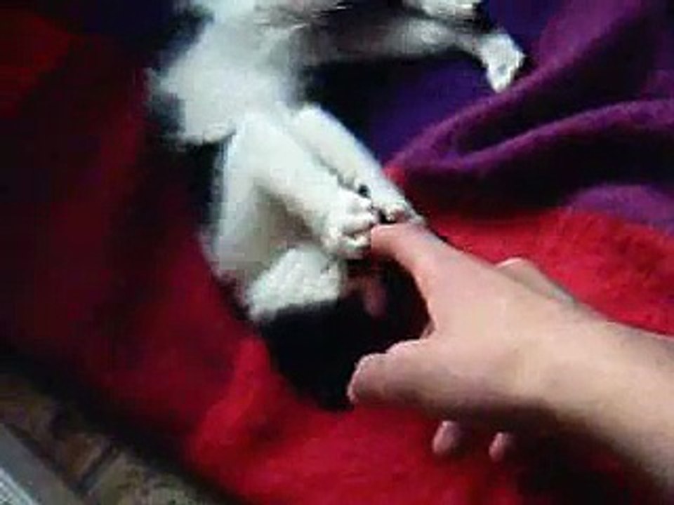 Cute Little Cat's