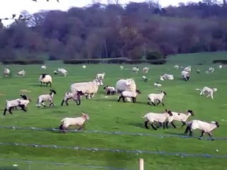 Sheep baa-ing