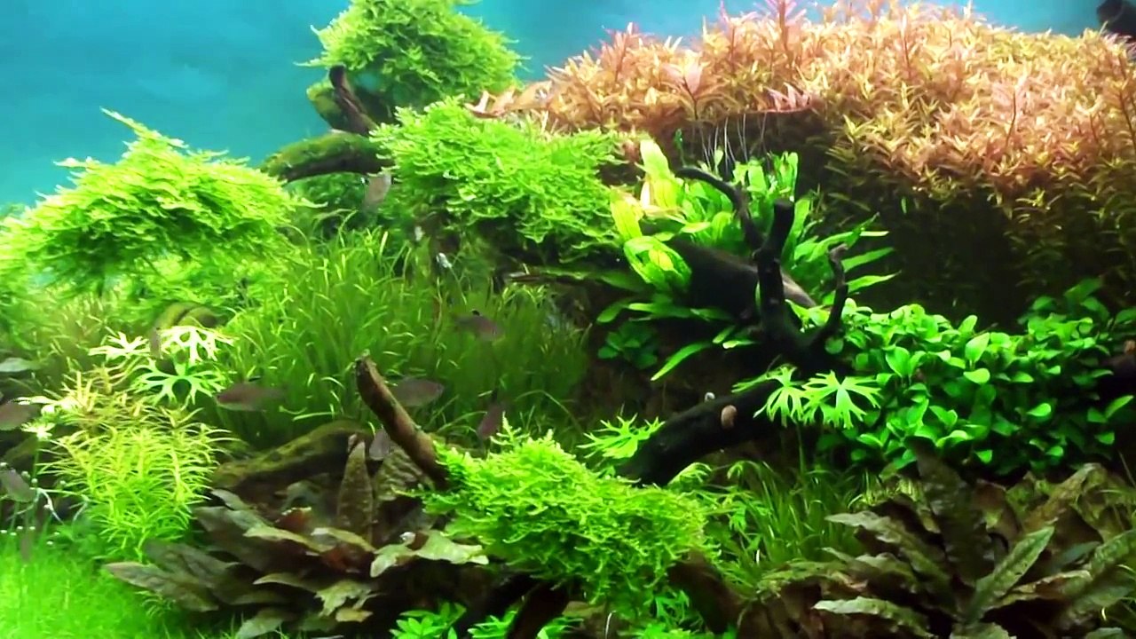Aquascape "Forgotten World 2"