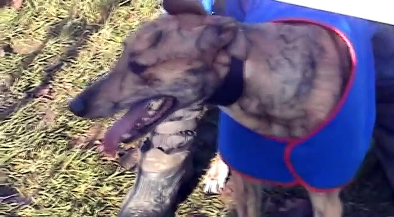 Coursing Clonmel 2011
