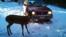 Funny Animal Video - pSyCHo deer stalking me - thinks I'm his BFF (held hostage by deer)