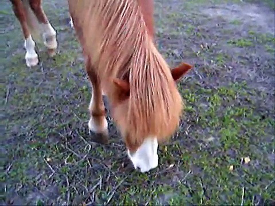 My Horse Summer
