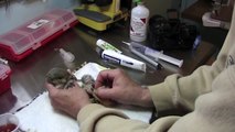 Maggots Infestation On Squirrel #3 - Maggots Therapy for Wounds | Mangoworms Extraction