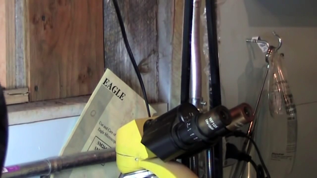 Maggot Infestation On Squirrel - Maggot Therapy for Wounds | Mangoworms Extraction