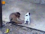 Monkey Laughing At Dog?syndication=228326