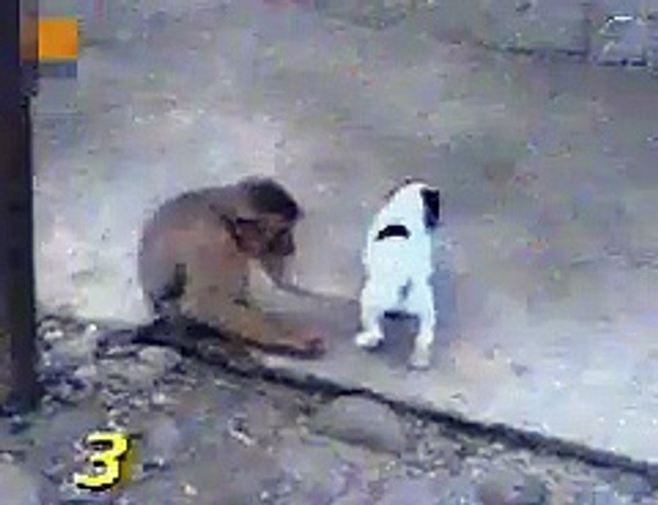 Monkey Laughing At Dog?syndication=228326