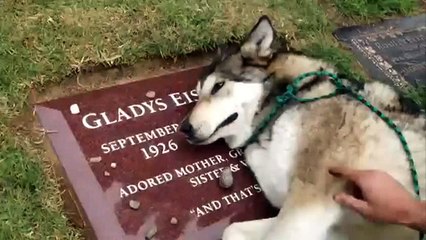 Sahibinin Ölümüne Ağlayan Köpek :(