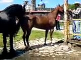 Friesian vs Yegua 1/4 de milla la ''VALE'' de Max Mendieta
