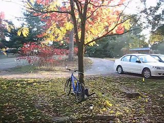 My Weird Cat Playing in Falling Leaves