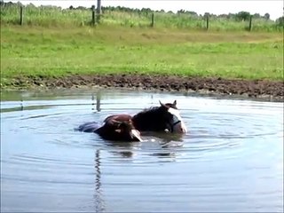 HORSES BLOWING BUBBLES IN THE WATER