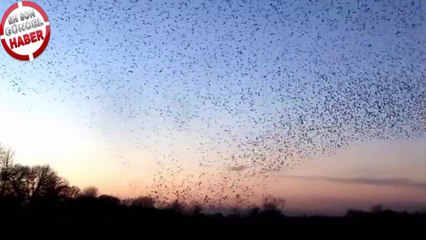 Sıgırcık kuslarının dansı