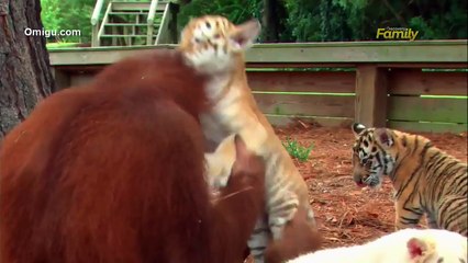 Orangutan Babysits Tiger Cubs