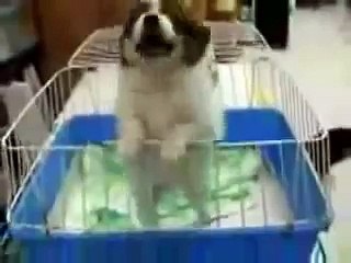 Voici le Top 10 des animaux les plus drôles de la toile !