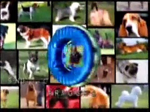 Vida de Perros: Especial Pinscher 1/4