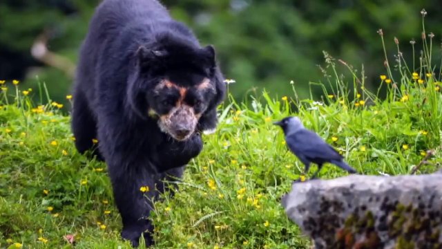 WATCH: Bernardo the spectacled bear meets new female friend at Chester Zoo