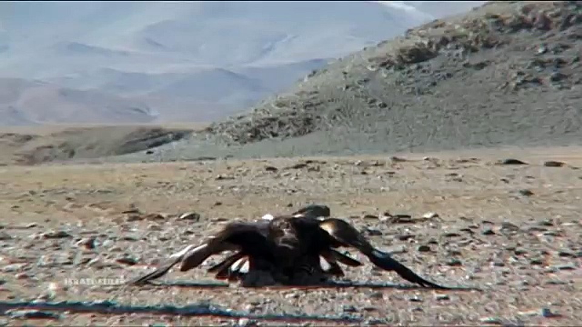 Golden Eagle Attacks A Boy Video Dailymotion