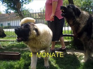 BIG DOGS from JOZO -Tel +491743552582  / Tel +385989920061 / www.SARPLANINAC-JOZO.com