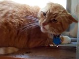 Orange Tabby Cat Mad when kitten moves in house