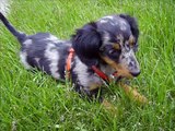 A Tribute to Zoey- our dapple miniature dachshund  puppy