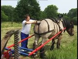Belgian Draft Horse powered grass mowing - gras maaien