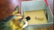 My Blue Heeler Dog Adopts 2 Kittens / Kittys