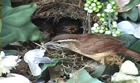 Mother feeding baby birds in the nest and cleaning the nest
