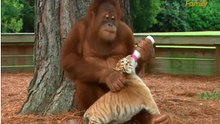 Un orang-outan donne le biberon à des bébés tigres