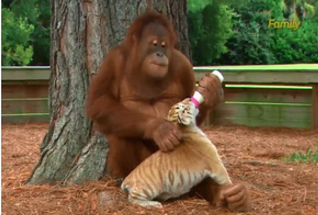 Un orang-outan donne le biberon à des bébés tigres