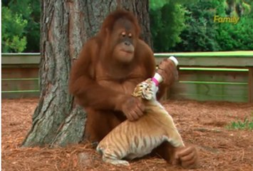 Un orang-outan donne le biberon à des bébés tigres
