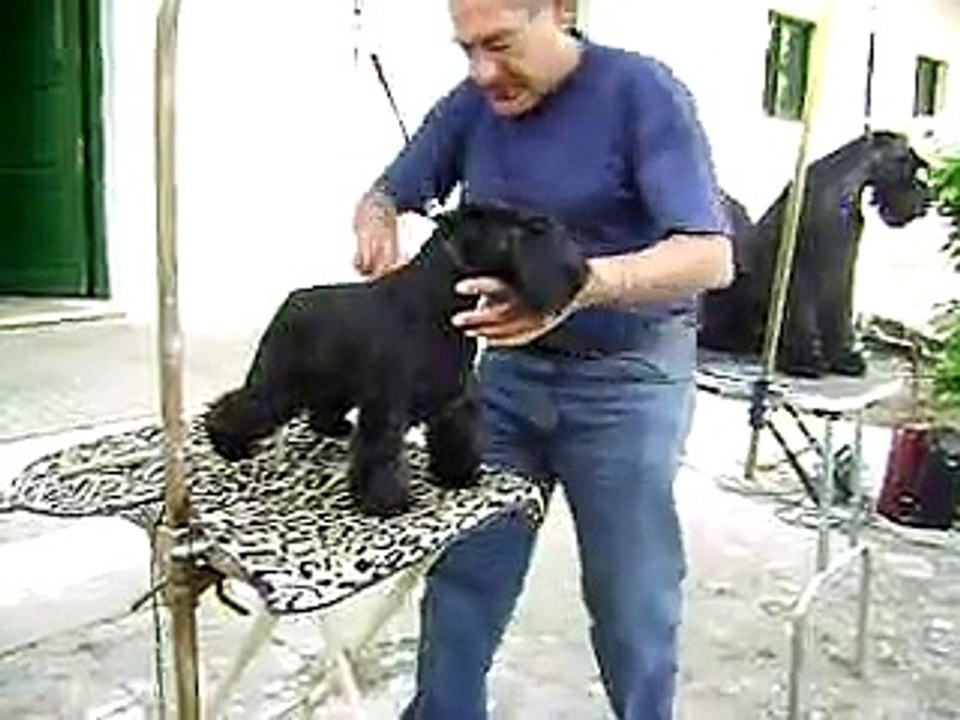 Peluqueando a un Schnauzer miniatura...