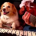 Başarılı köpek müzisyen