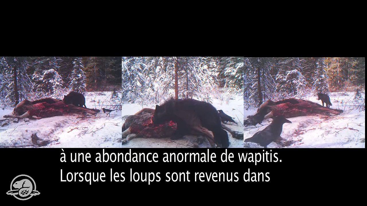 Une seconde chance -- Des caribous dans le parc national Banff