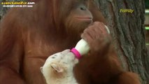 Yavru Kaplanlara Kucak Açıp Onları Besleyen Orangutan