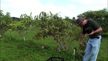 Pruning Young Mango Trees