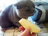 メロンを食べる猫 Cat eating a melon