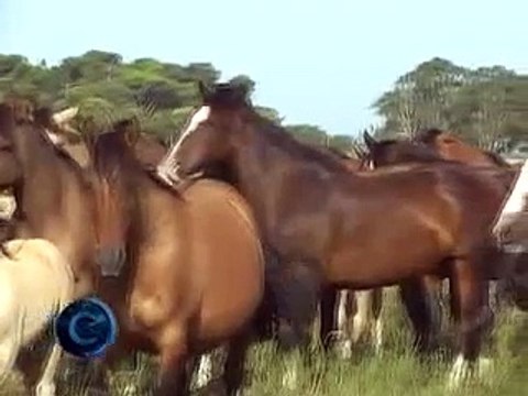 Caballos Criollos La Valentina 2/3