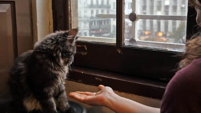 Mr. Kruger, my Maine Coon kitten learns to shake paw